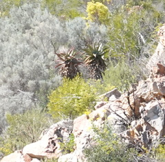 Aloe ferox