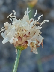 Cephalaria leucantha