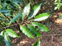 Prunus spinulosa