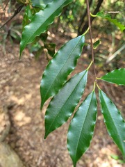 Prunus spinulosa