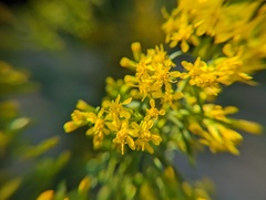 Solidago speciosa