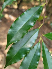 Prunus spinulosa