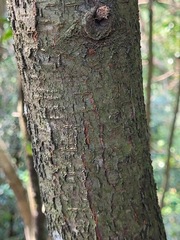 Prunus spinulosa