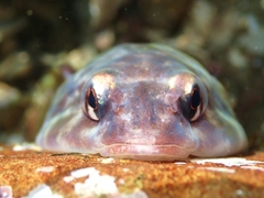 Diplocrepis puniceus