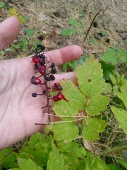 Actaea erythrocarpa
