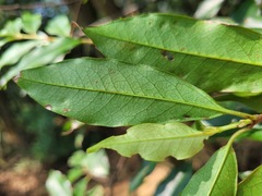 Prunus spinulosa
