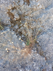 Cephalaria leucantha