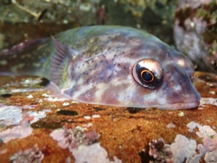 Diplocrepis puniceus