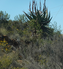 Aloe ferox