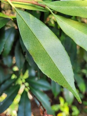 Prunus spinulosa