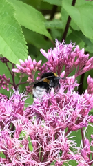 Bombus lucorum
