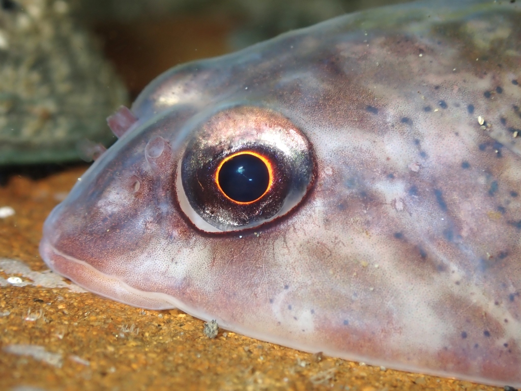 Orange Clingfish