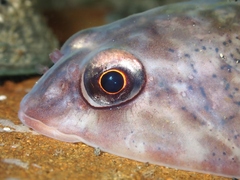 Diplocrepis puniceus