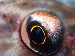 Diplocrepis puniceus