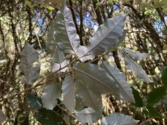 Elaeagnus