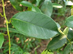 Ilex ficoidea