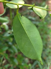 Ilex ficoidea