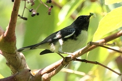 Setophaga caerulescens