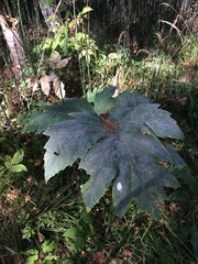 Heracleum dissectum