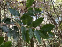 Elaeagnus