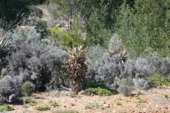 Dicerothamnus rhinocerotis