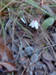 Acis autumnalis