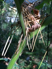 Heracleum dissectum