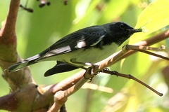 Setophaga caerulescens