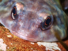 Diplocrepis puniceus