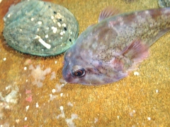 Diplocrepis puniceus