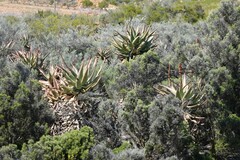 Aloe ferox