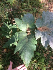 Heracleum dissectum