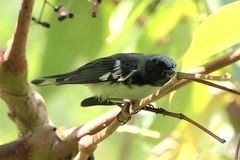 Setophaga caerulescens
