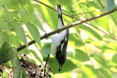 Setophaga caerulescens