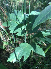 Heracleum dissectum
