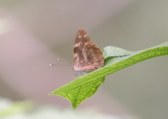 Herona marathus