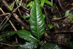 Mischocarpus australis