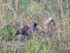 Pternistis adspersus