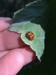 Coccinellinae