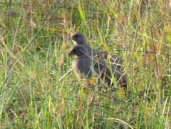 Pternistis adspersus