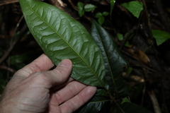 Mischocarpus australis