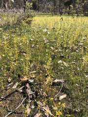 Drosera stricticaulis