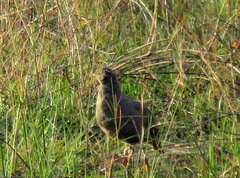 Pternistis adspersus