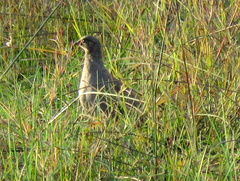 Pternistis adspersus