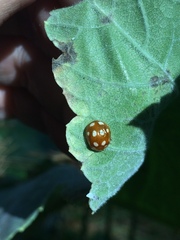 Coccinellinae