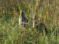 Pternistis adspersus