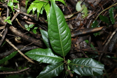 Mischocarpus australis