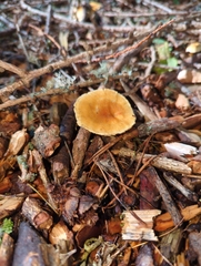 Hydnum rufescens