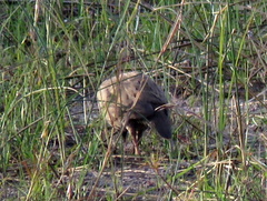 Pternistis adspersus
