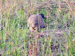 Pternistis adspersus